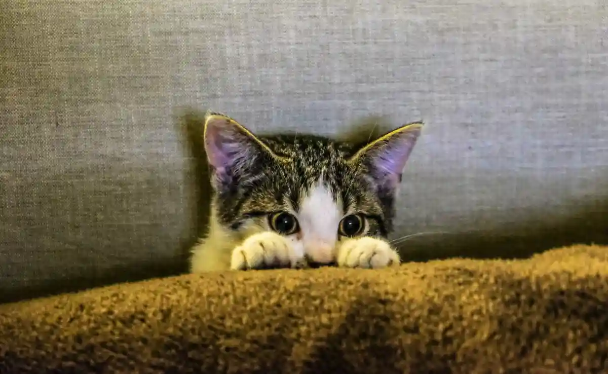 Кошки, зараженные блохами, могут заразиться ленточными червями от блох. Фото: Francesco Ungaro / Pexels.