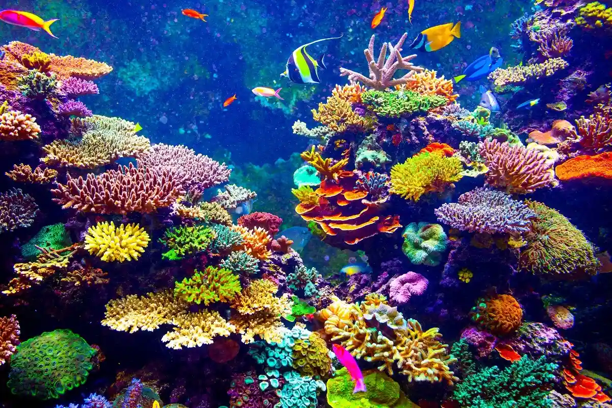 Оксибензон повреждает кораллы, выяснилось в новом исследовании, проведенном в США. Фото: Volodymyr Goinyk / shutterstock.com