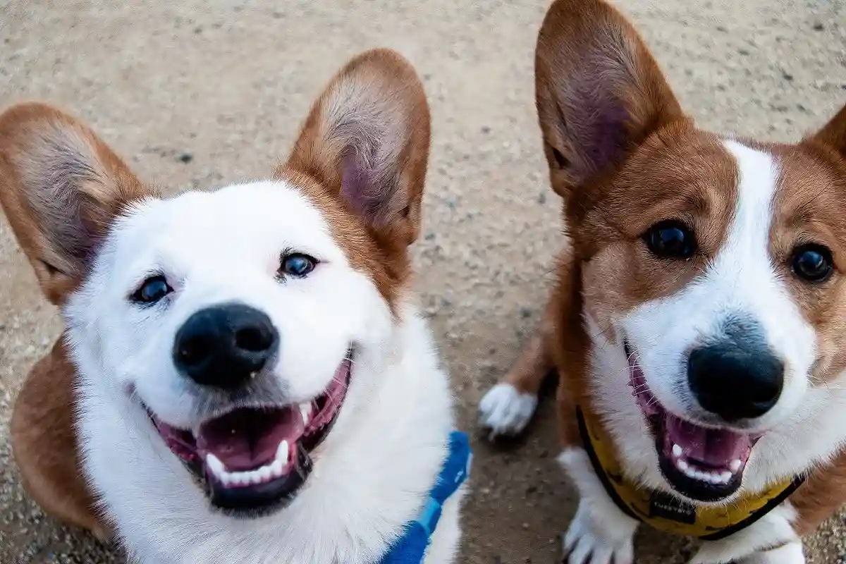 Ученые выяснили, почему собаки любят людей