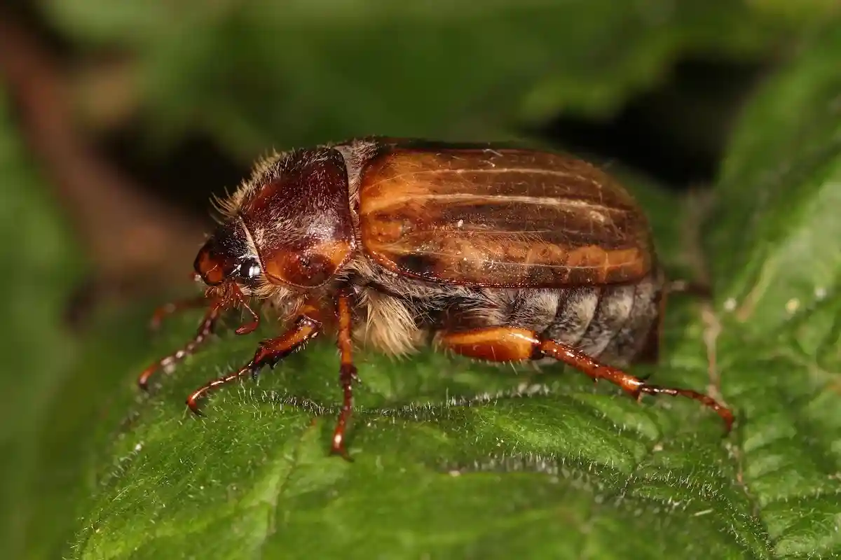 Июньские жуки — многоядные вредители. Фото: Holger Krisp / commons.wikimedia.org