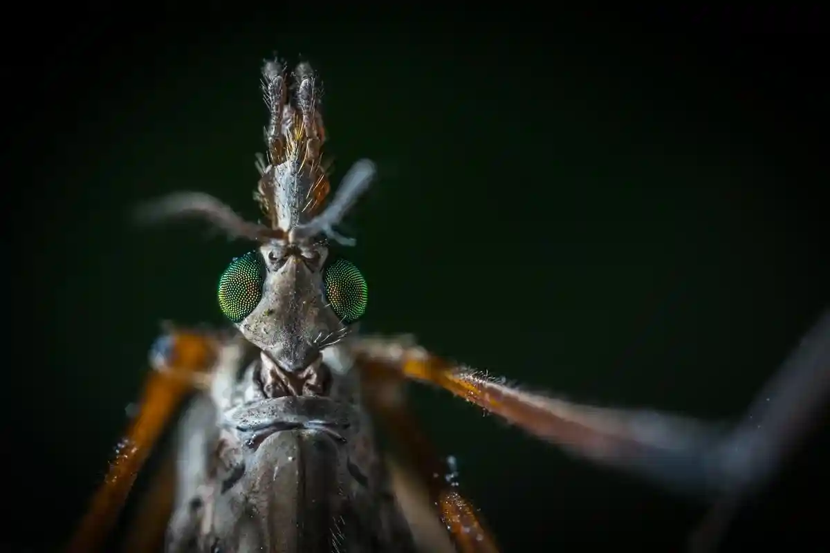 Как «Атлас комаров» предотвратит распространение опасных видов?