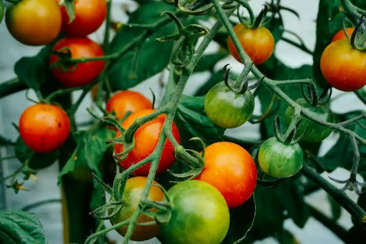 Как правильно поливать томаты?