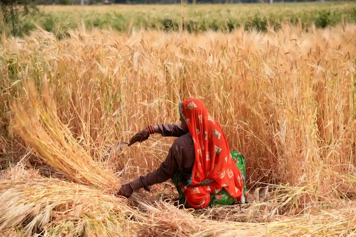 Крупнейший покупатель пшеницы: зерновые программы субсидирования Египта. Фото: Sourabh_Vyas / shutterstock.com