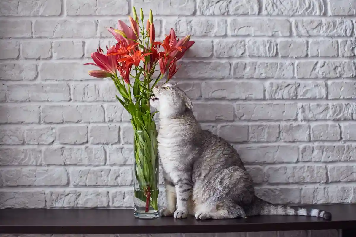 Аккуратнее с букетами: эти цветы могут убить вашу кошку. Фото: zossia / Shutterstock.com
