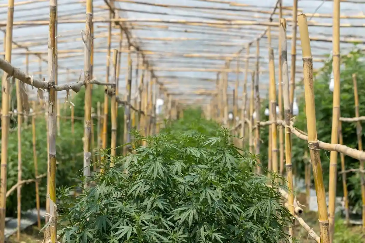 Таиланд легализовал выращивание и употребление марихуаны