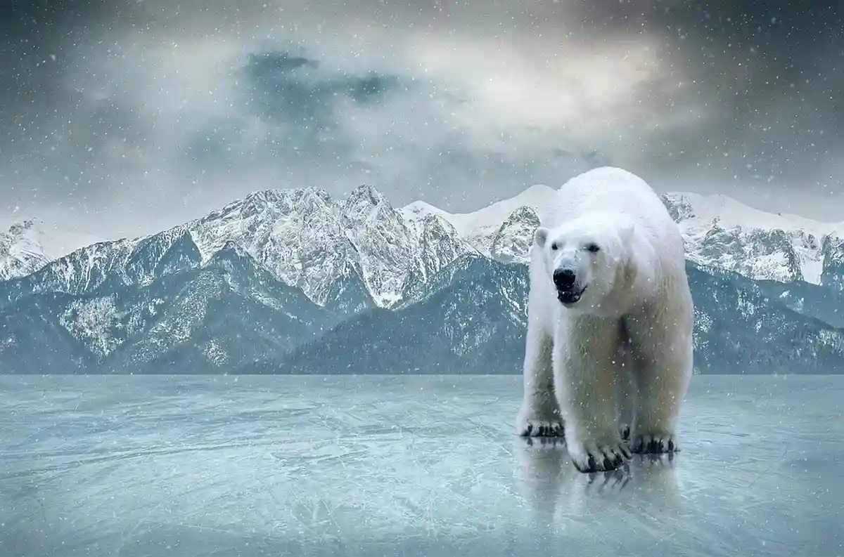 Изменение климата, вероятно, приведет к резким изменениям сезонных миграций и мест обитания не только моржей. Ученые ждут появления белых медведей. Andrey Yurlov / Shutterstock.com 
