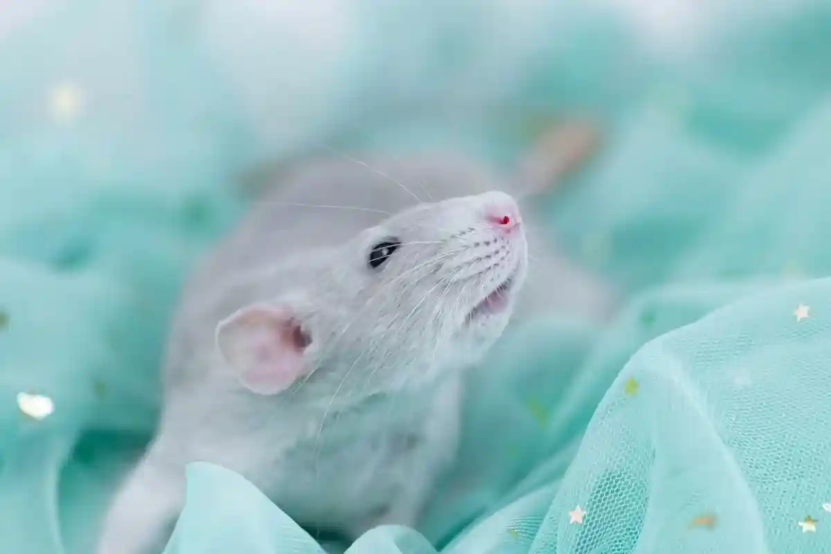 Ученые отметили в препринте исследования, что мыши почти всегда делали правильный выбор. Фото: Grace800 / shutterstock.com 