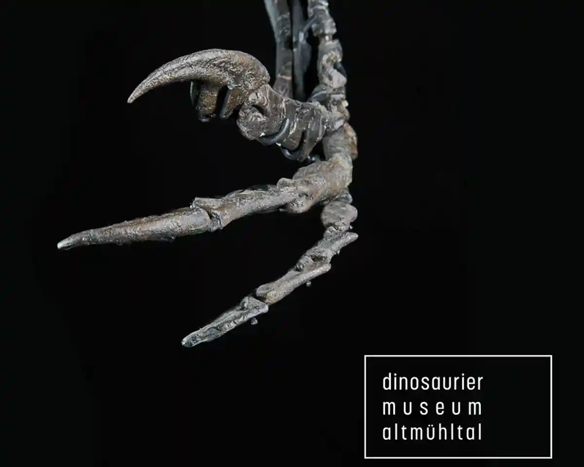 Музей динозавров Альтмюльталь: скелет Маленького Эла уже здесь