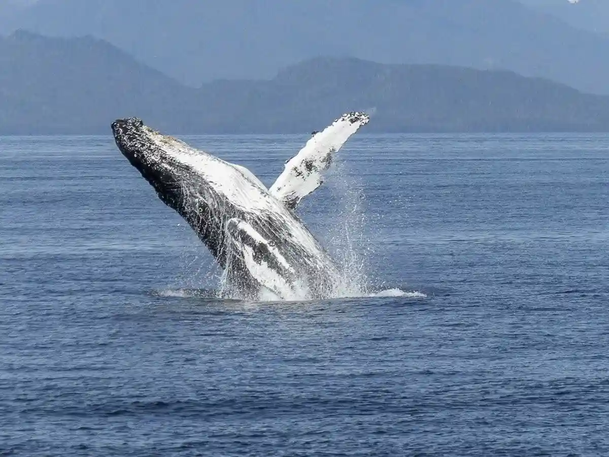Охота на китов. Фото: ArtTower / pixabay.com