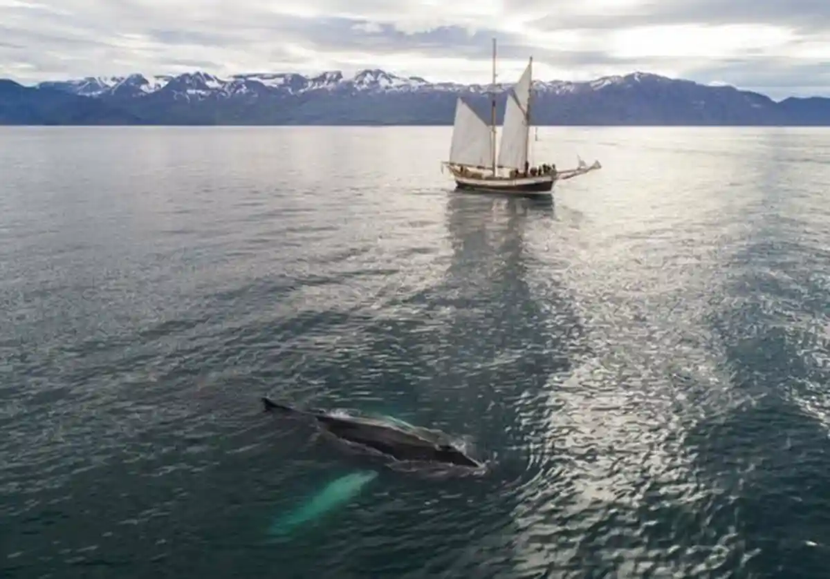 Охота на китов. Фото: ArtHouse / pexels.com