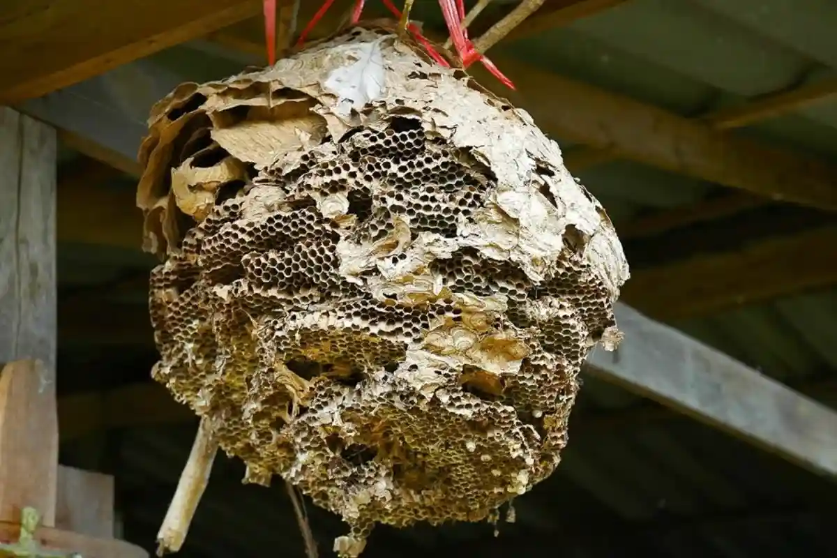 Как убрать пчелиное гнездо из своего дома. Фото: скриншот / youtube.com