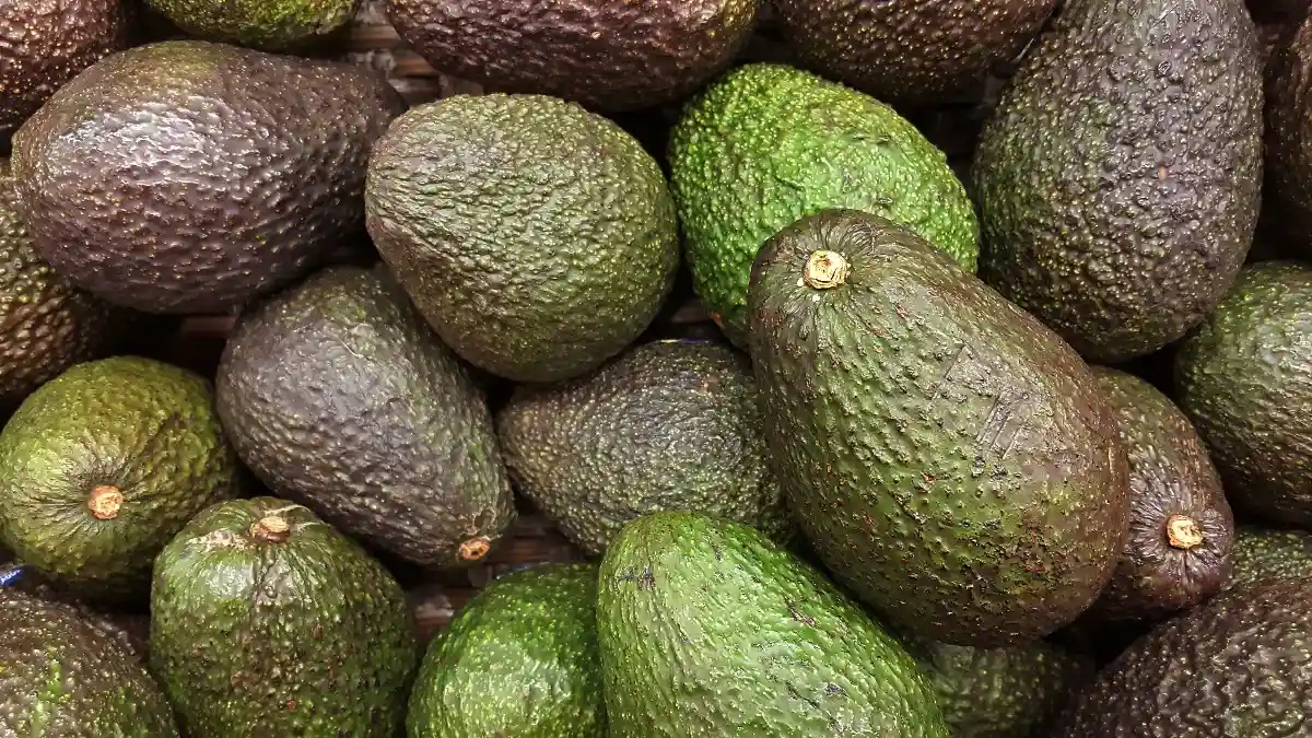 Полезные свойства авокадо. Фото: haireena / shutterstock.com