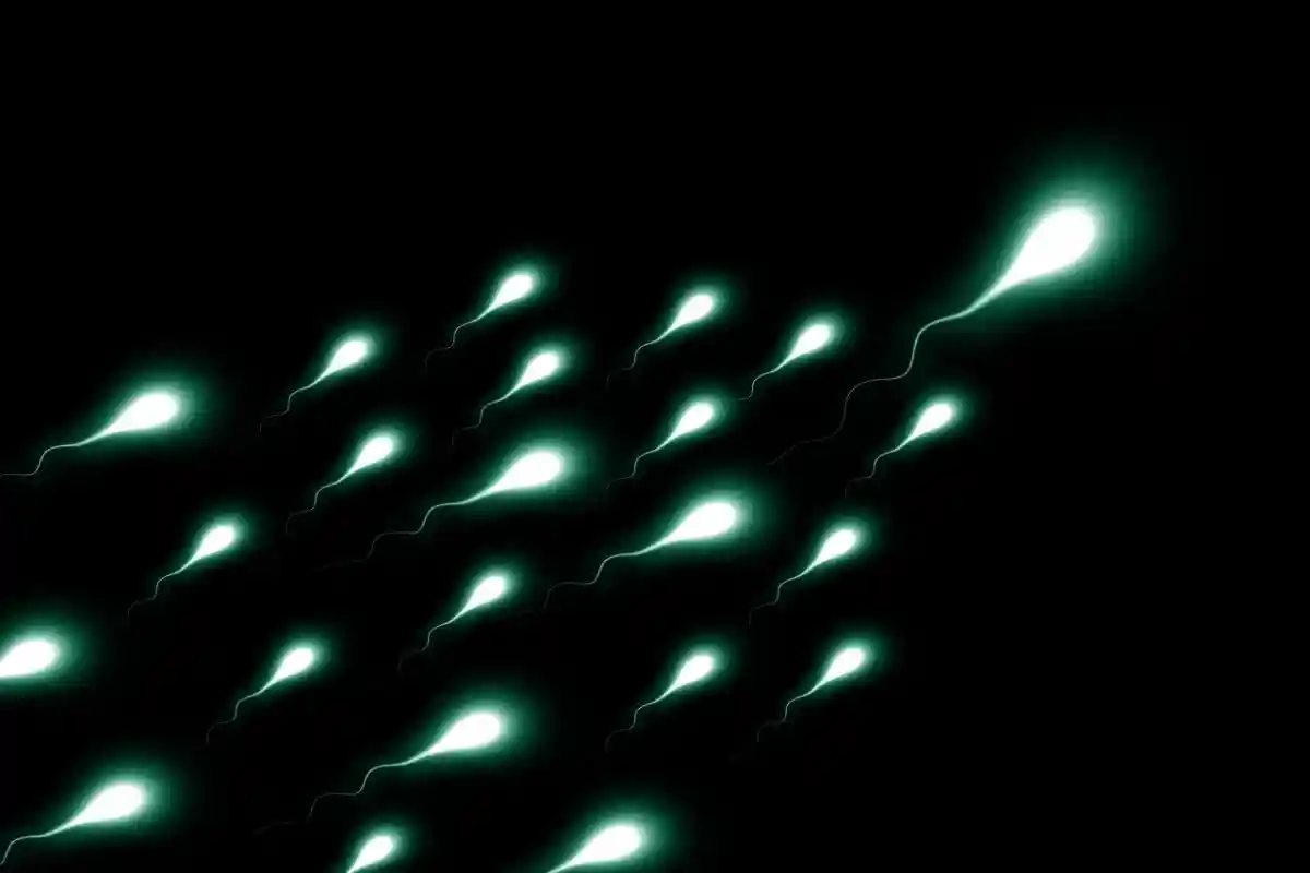 Полезны ли ингредиенты спермы. Фото: geralt / Pixaby.com