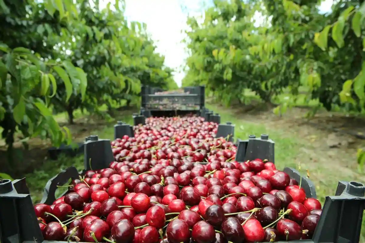 Повышение температуры в Нижней Франконии повлияло на урожай вишни
