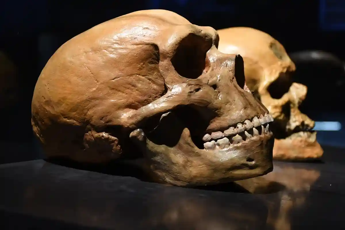 Предки человека на миллион лет старше