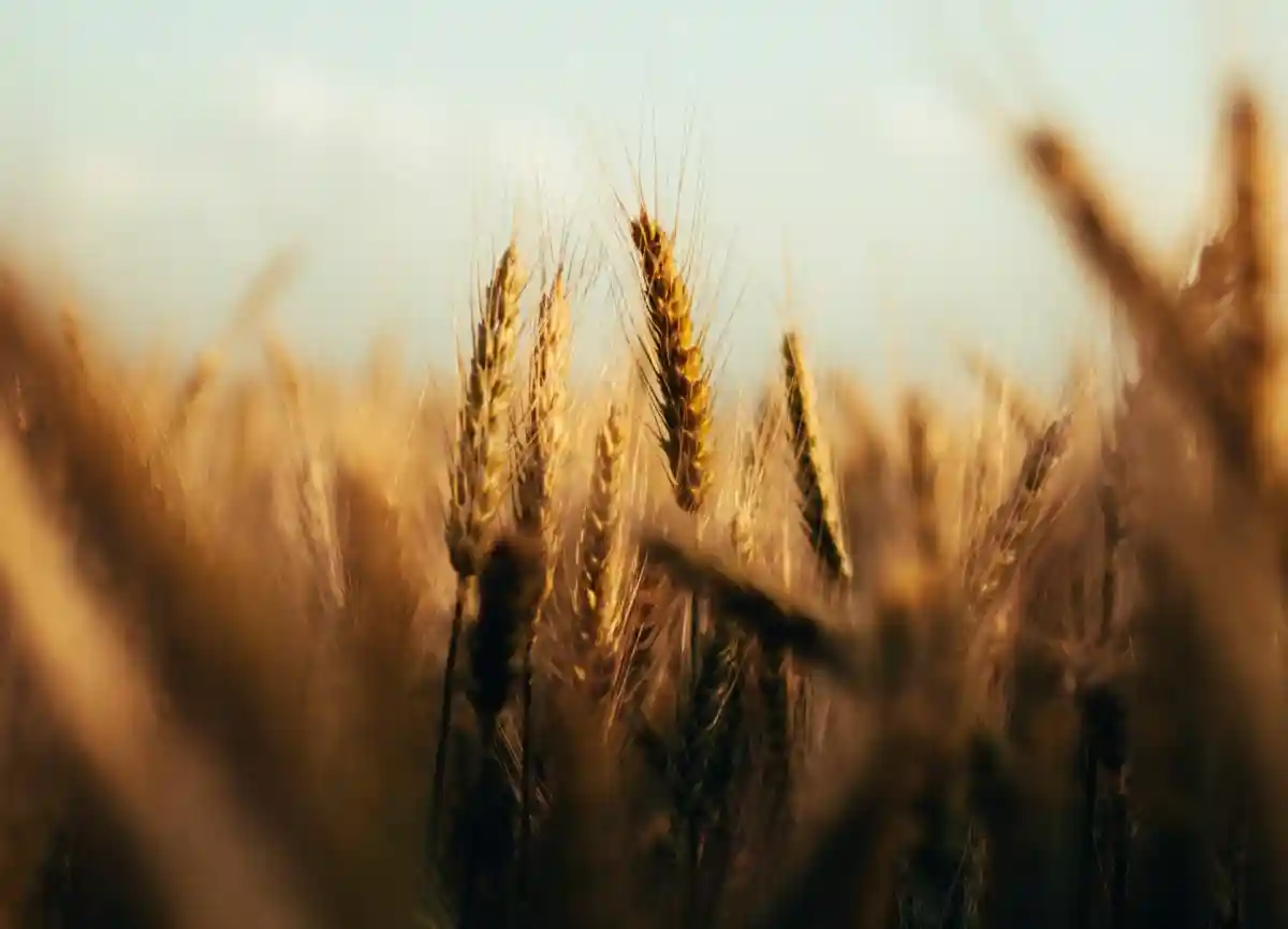 Турция, Украина и РФ договорились решить «зерновую проблему». Фото: Amir Benlakhlef/Unsplash.com