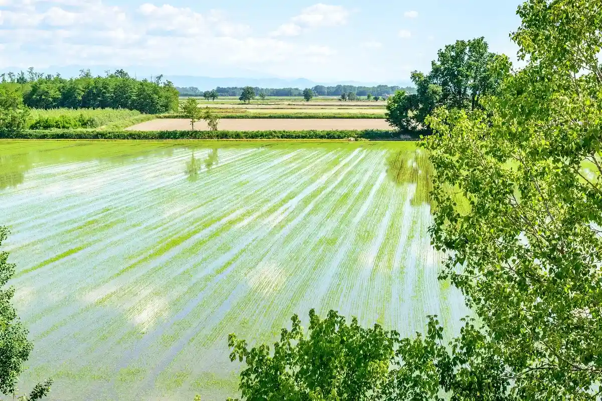 Равнины Ломмелины с рисовыми полями. Фото: KamilloK / Shutterstock.com
