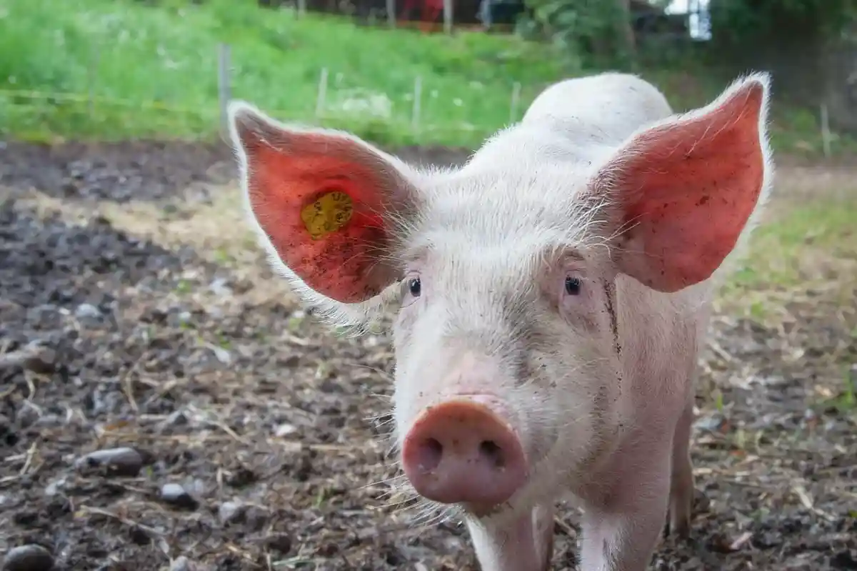 Роботы клонируют свиней: технология избавит Китай от необходимости ежегодно импортировать миллионы тон свинины. Фото: mali maeder / pexels.com