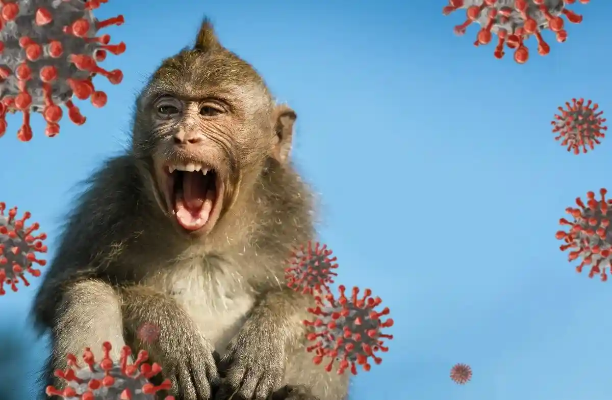 Стало известно, что оспа обезьян опаснее коронавируса. Фото: KRITFOTO / shutterstock.com