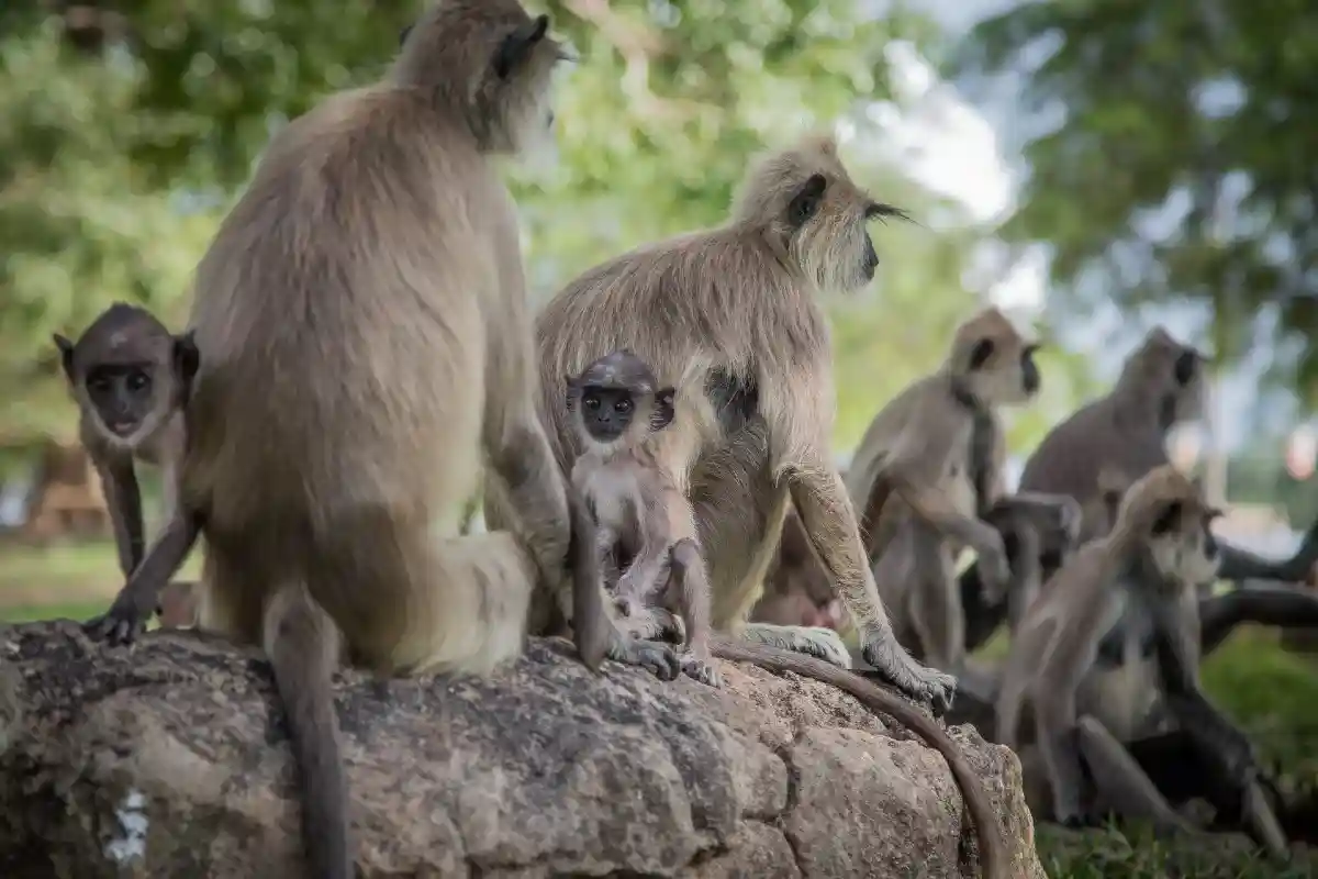Стало известно, почему возникла оспа обезьян. Фото: Colombo Photography / shutterstock.com