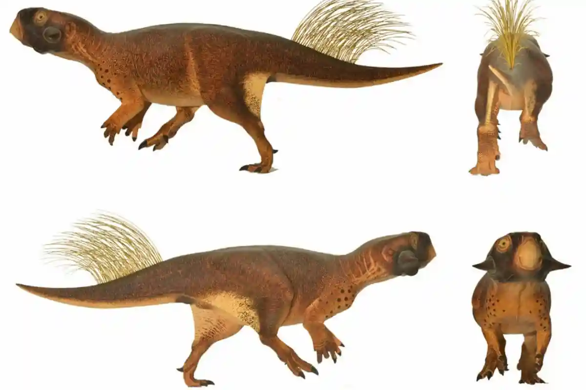 У динозавров был пупок, но нашли его только у пситтакозавра. Фото: wikipedia.org