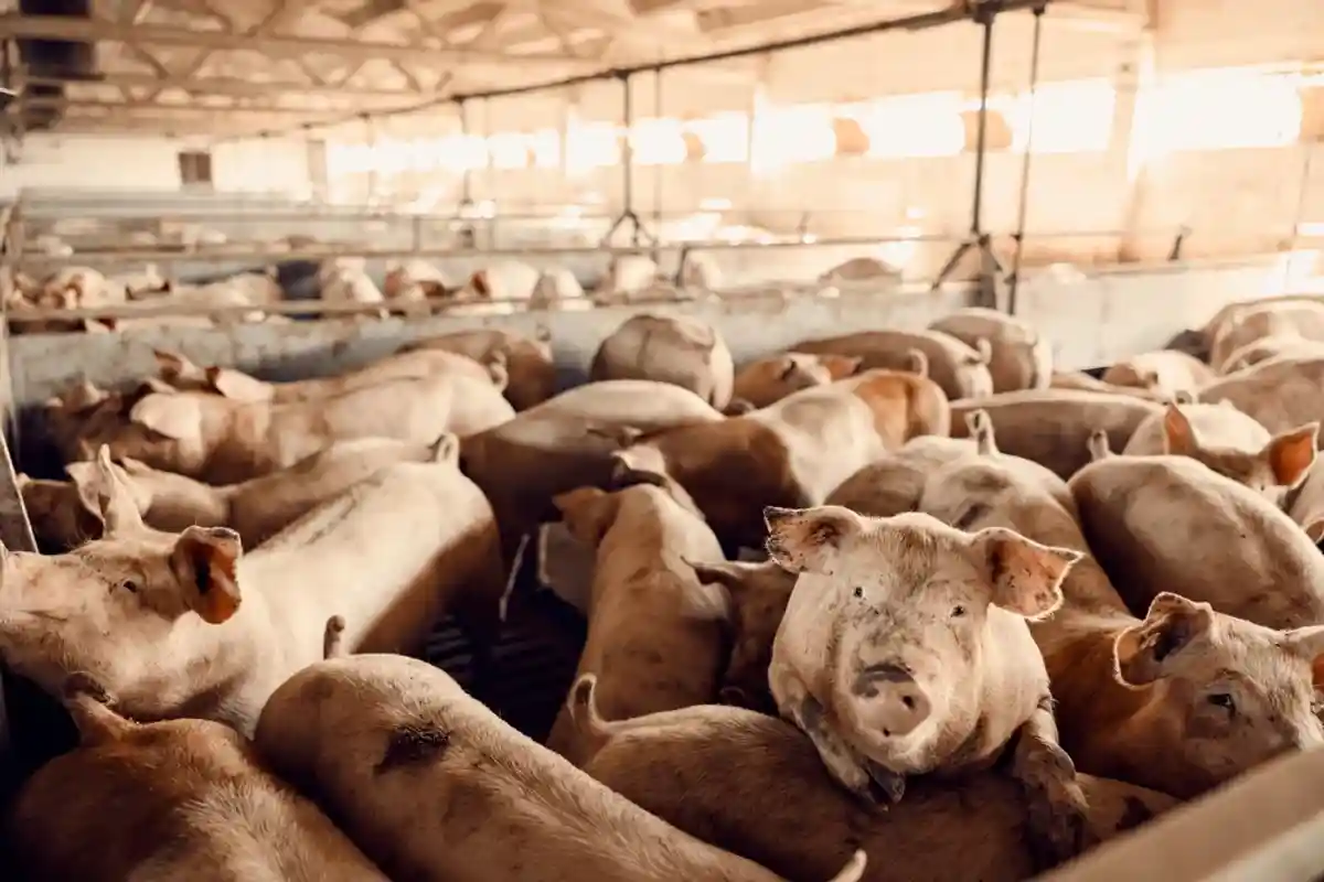 Бавария: условия содержания животных на фермах будут улучшаться. Фото: Dusan Petkovic / shutterstock.com