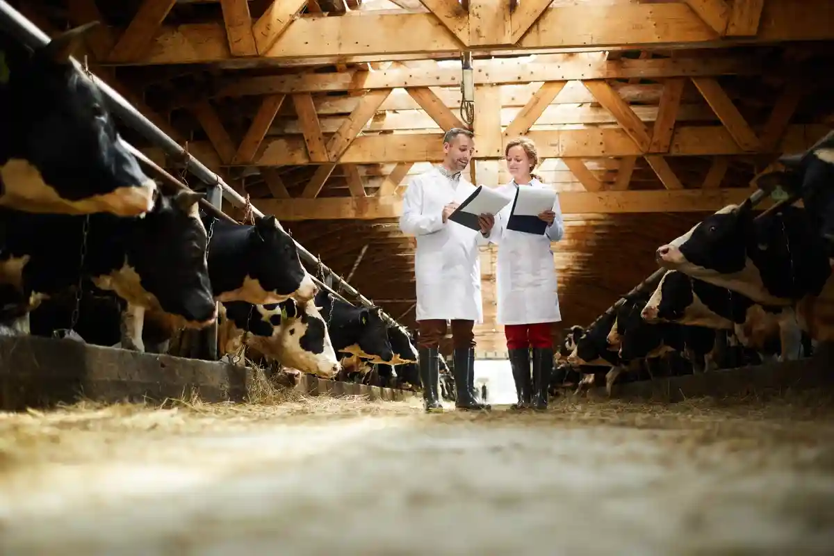 В Баварии хотят сократить количество забиваемых животных. Фото: Pressmaster / Shutterstock.com