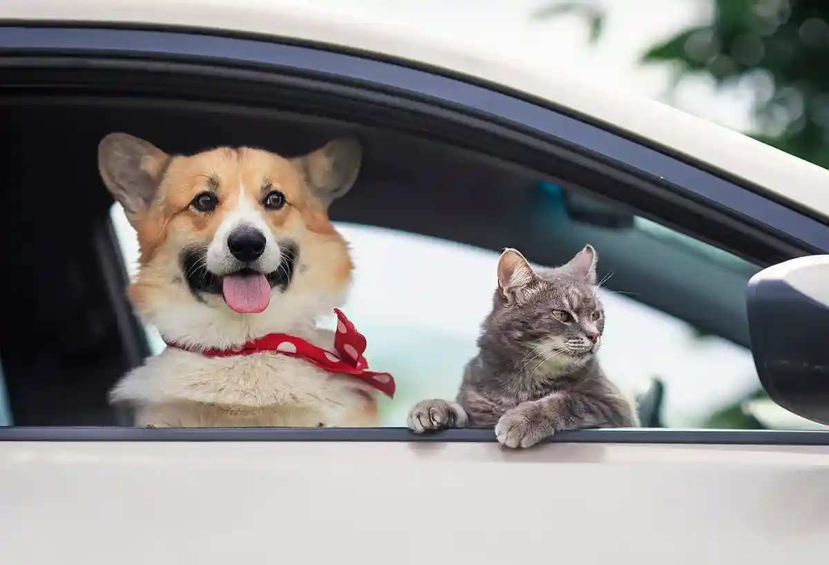 Самый удобный вариант путешествия с животным — это поездка на машине. Фото: Bachkova Natalia / Shutterstock.com