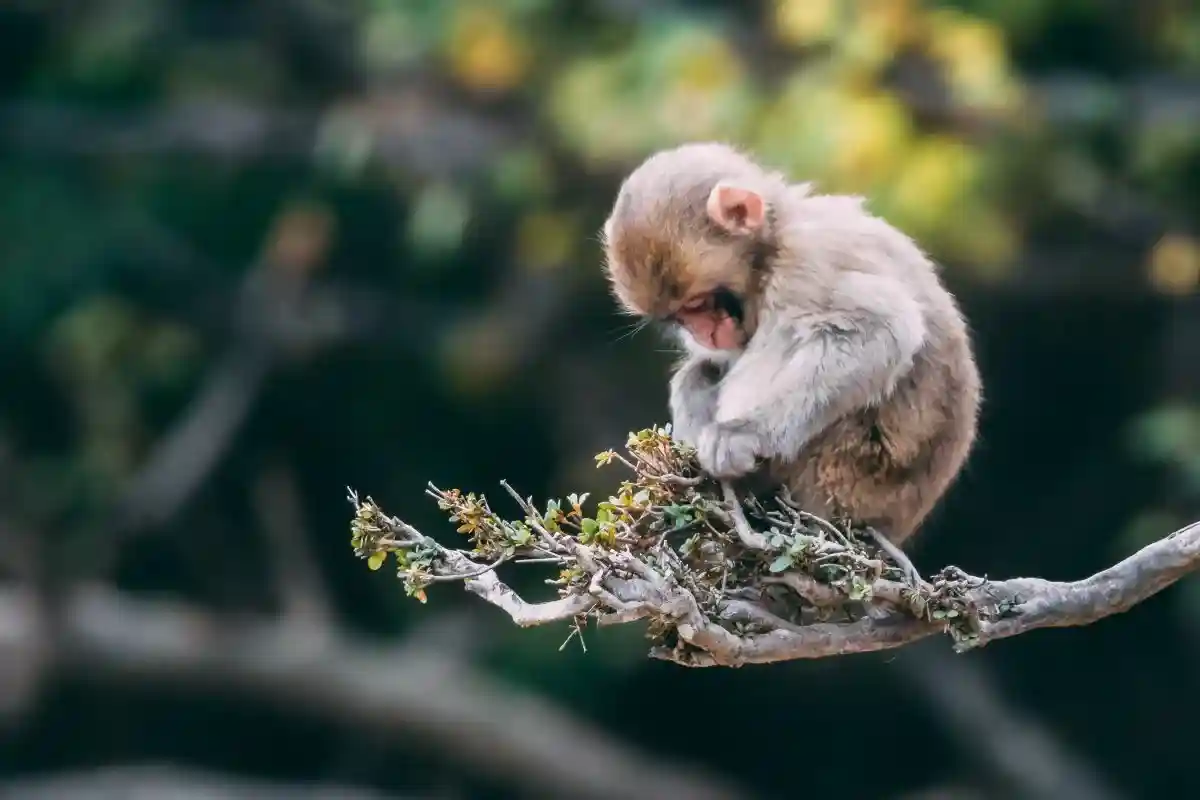 В Великобритании рекомендуют сидеть дома при оспе обезьян