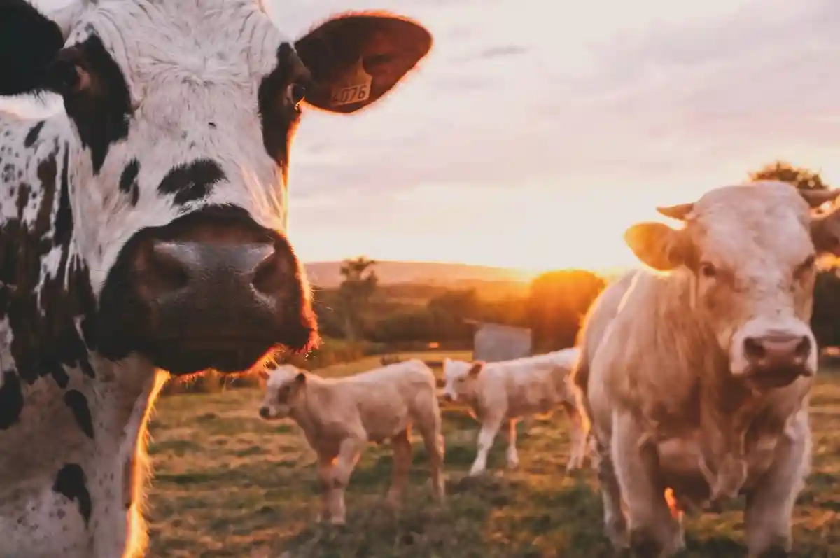 Высокий налог на мясо: коровы - основной источник выбросов углекислого газа в животноводстве. Фото: Stijn te Strake / Unsplash.com