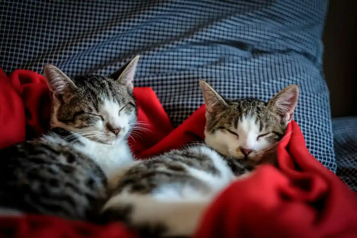 Отравление лилиями у кошек. Что нужно знать? Фото: Francesco Ungaro / Pexels.
