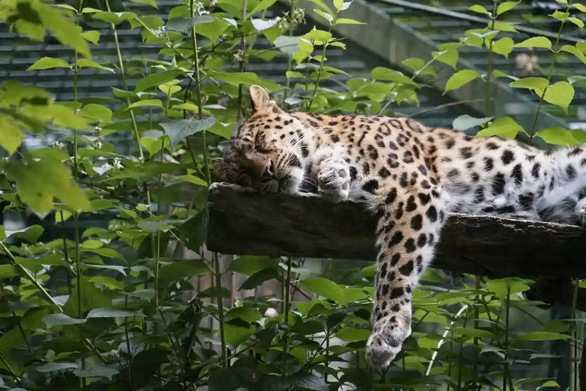 Леопард в зоопарке Дортмунда. Фото: FotograafSenior / tripadvisor.ru