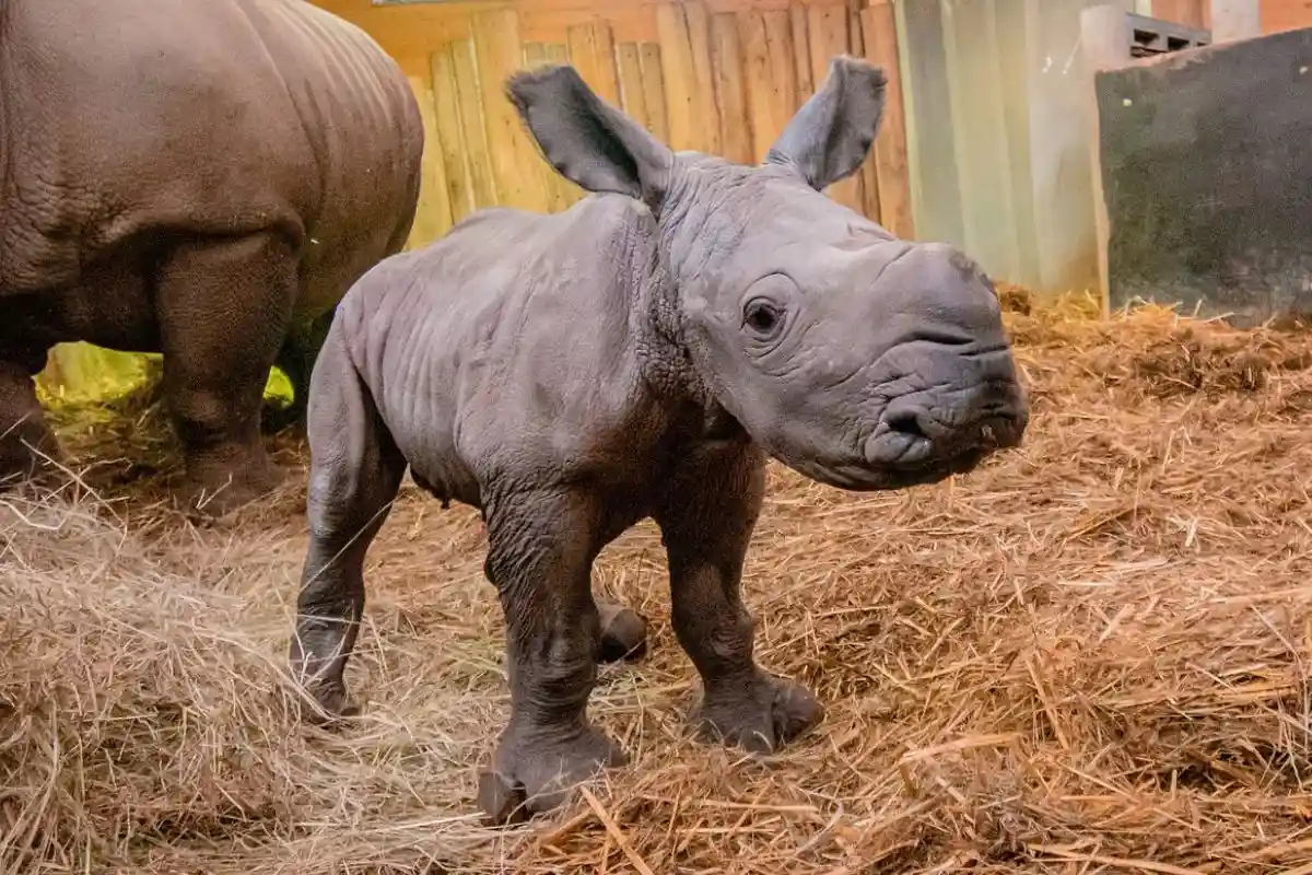 Детеныш носорога в зоопарке Дортмунда. Фото: AugsMund / tripadvisor.ru