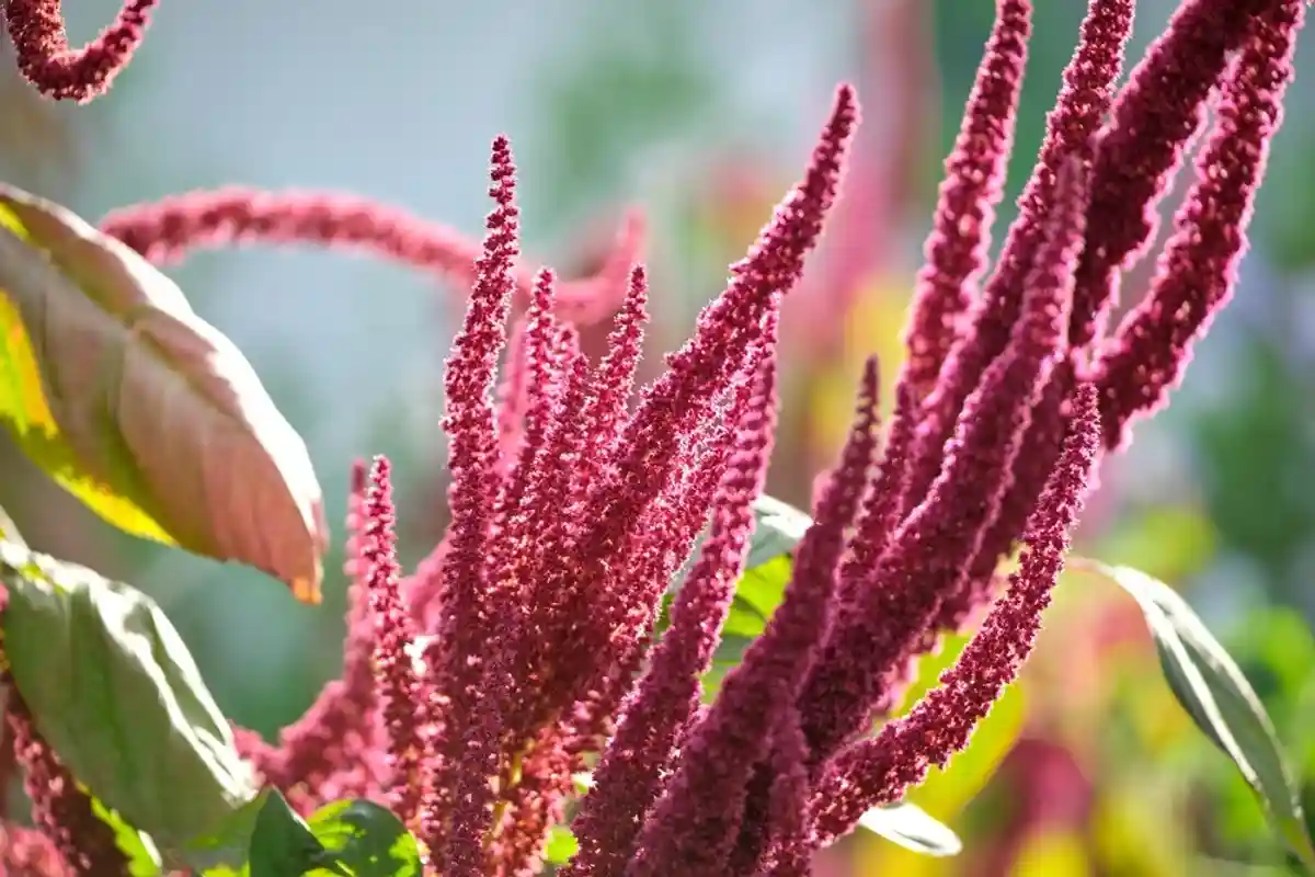 Амарант — однолетнее травянистое растение семейства амарантовых. Сейчас Амарант выращивается практически во всех 50 штатах США. Фото: Shutterstock