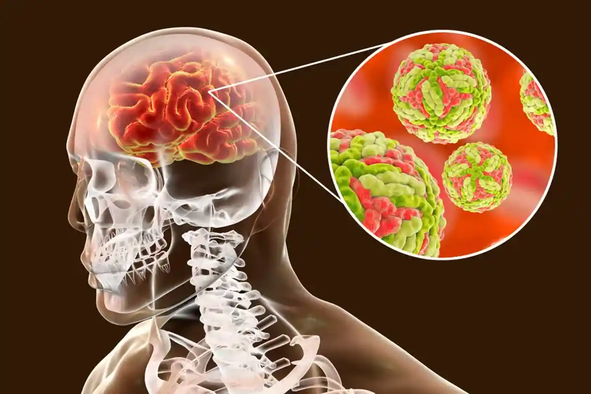 Вирус болезни Борна был идентифицирован как причина тяжелых инфекций головного мозга (энцефалита) у людей. Фото: Shutterstock