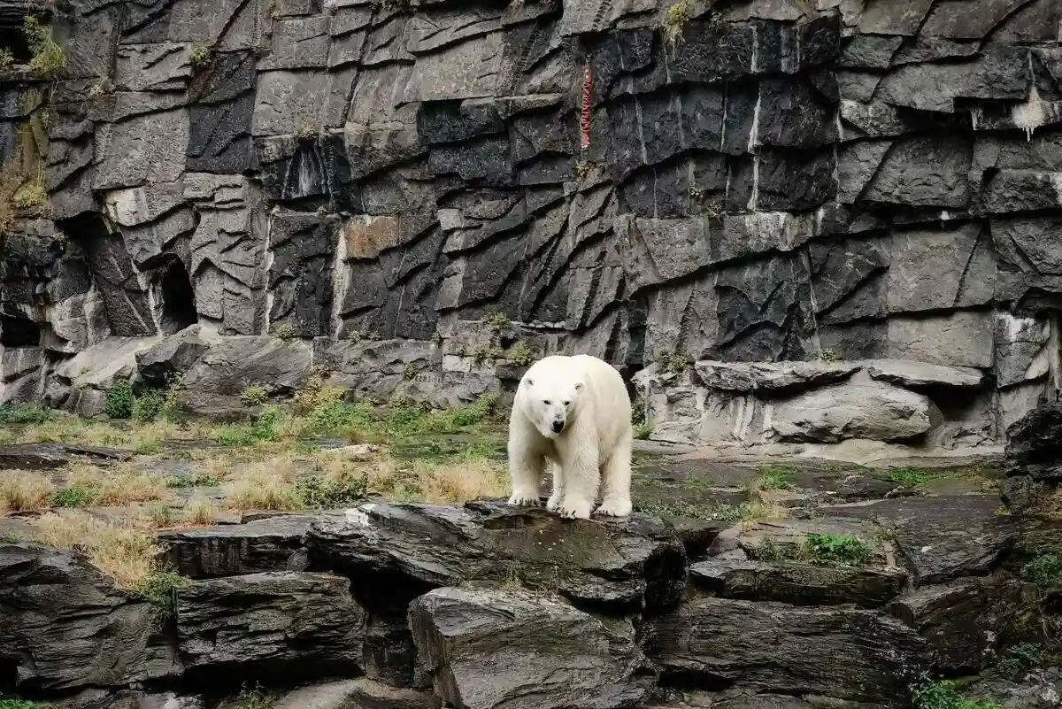 Белый медведь живет в зоопарке Германии Фото: Aleksejs Bocoks / aussiedlerbote.de