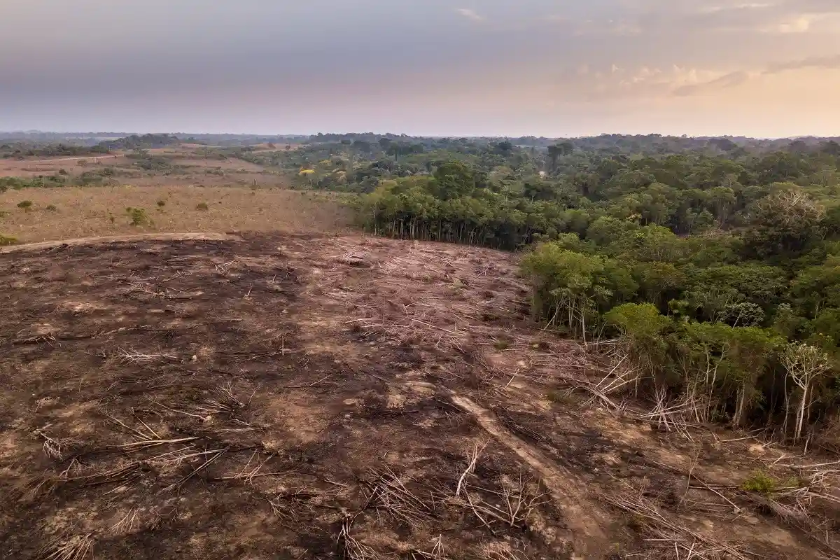 Вырубка лесов в бразильской Амазонии бьет рекорды