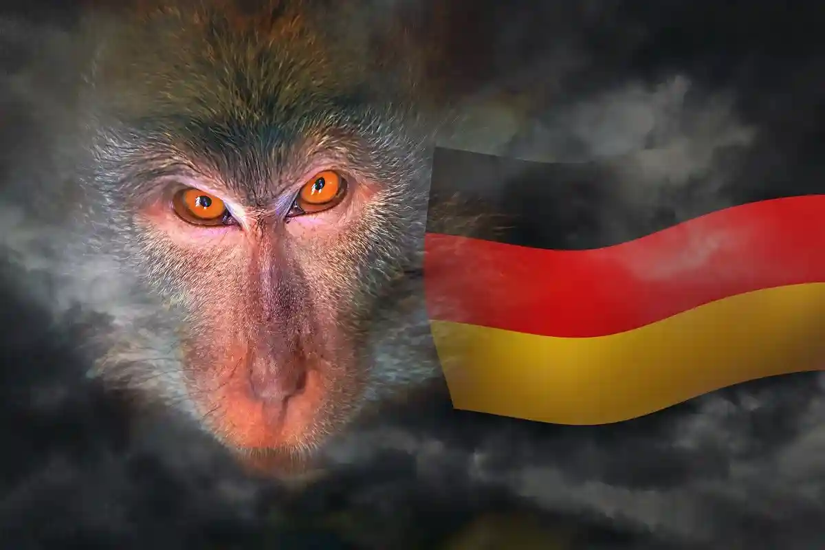 Вирус оспы обезьян в Германии распространен слабо. Риск заражения низкий. Фото: Anton Watman