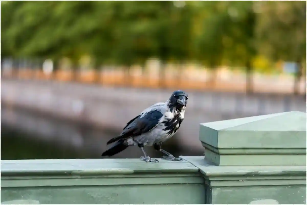 Не стоит трогать птиц на улице. Они могут быть переносчиками болезней Фото: Aleksejs Bocoks / aussiedlerbote.de