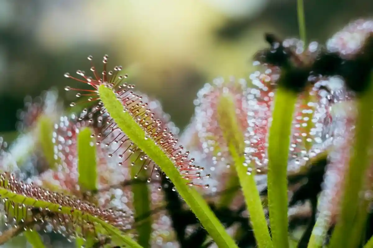 Плотоядное растение — росянка Фото: Théotim THORON / Unsplash.com