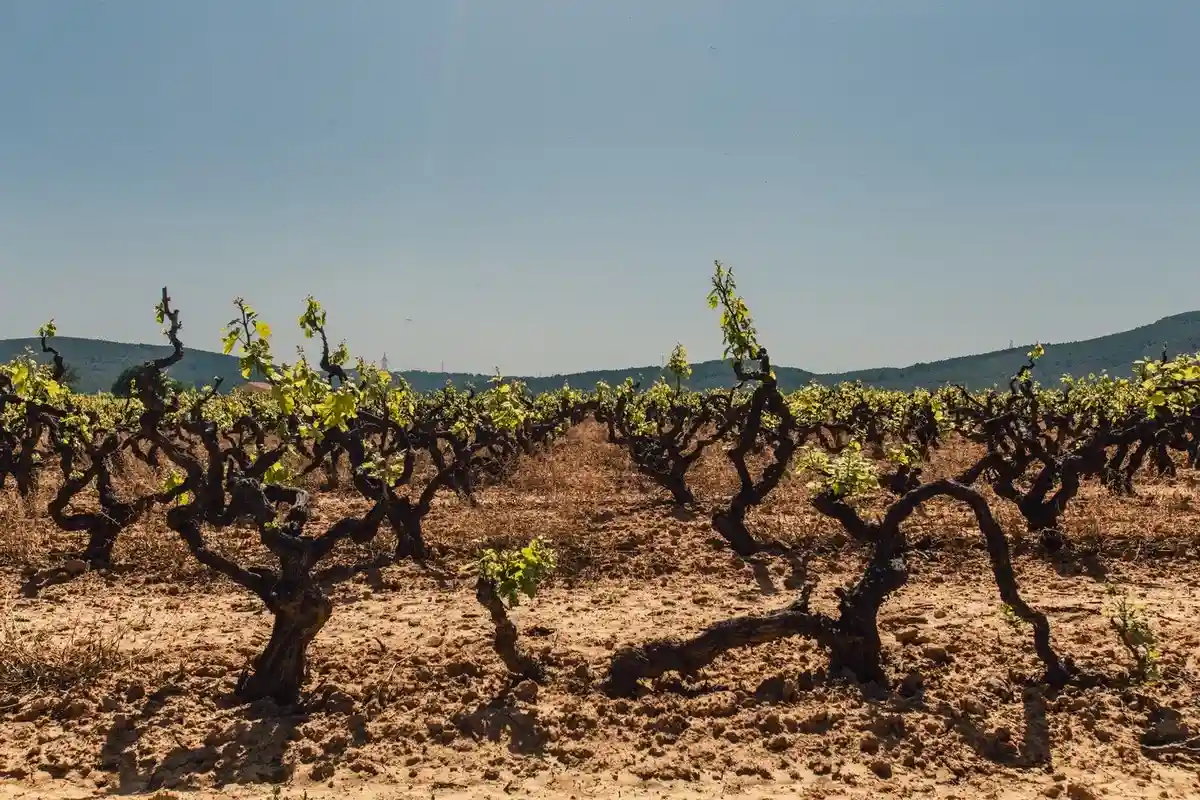 Засуха может погубить виноградники Фото: Juan Pablo Serrano Arenas / Pexels.com
