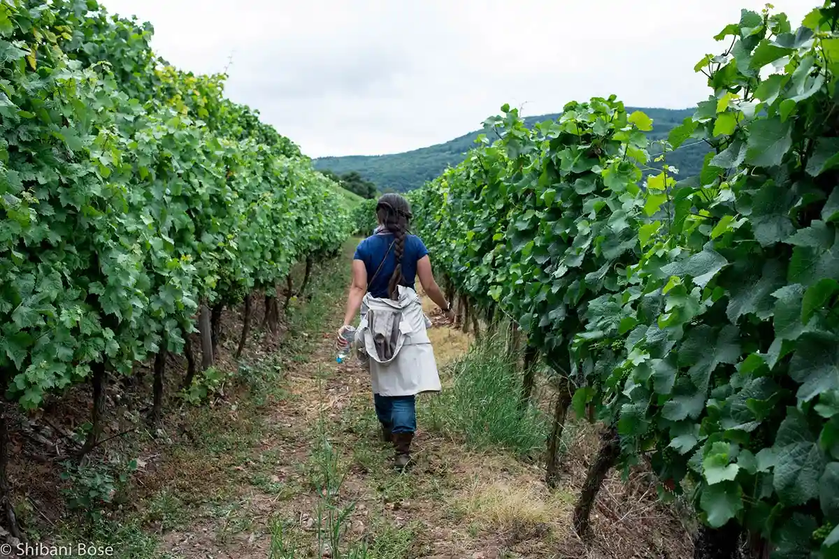 Знаменитые виноградники Бинген-ан-Рейна. Фото: flickr.com