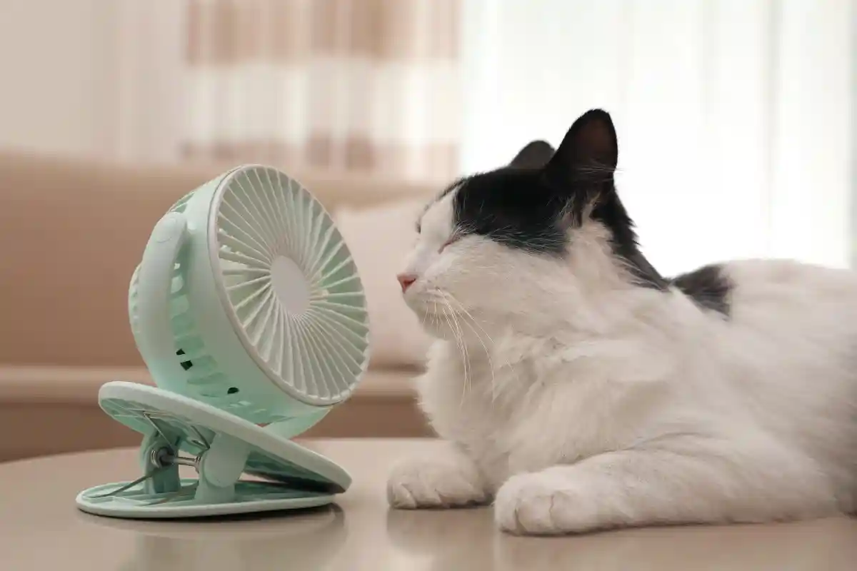 Может ли кошка заболеть из-за кондиционера? Фото: New Africa / Shutterstock.com