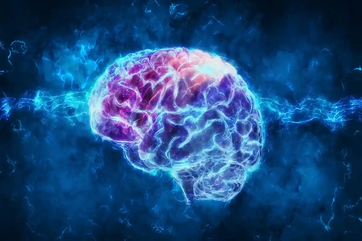 Кора головного мозга и таламус могут быть местом для сознания. Фото: Andrus Ciprian / Shutterstock.com