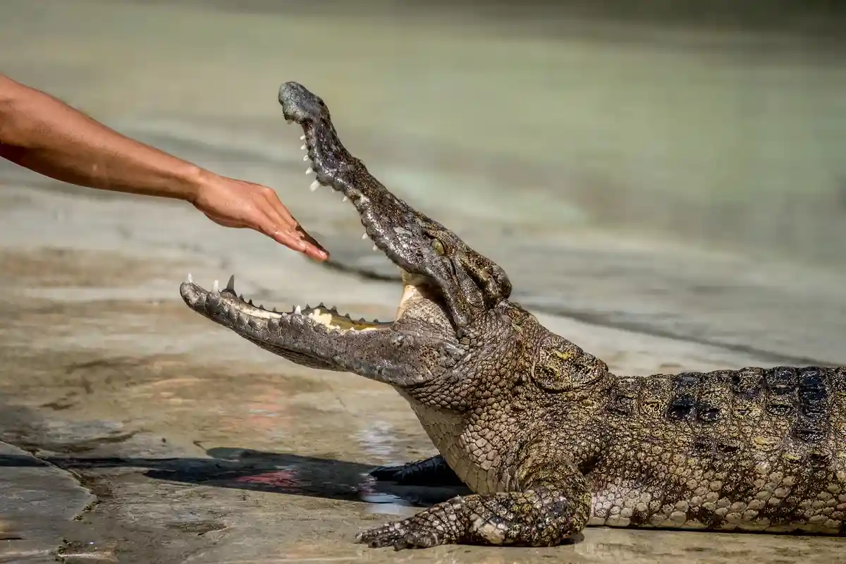 «Кто-то умрет»: в австралийском парке туристы рискуют жизнью, чтобы увидеть крокодилов