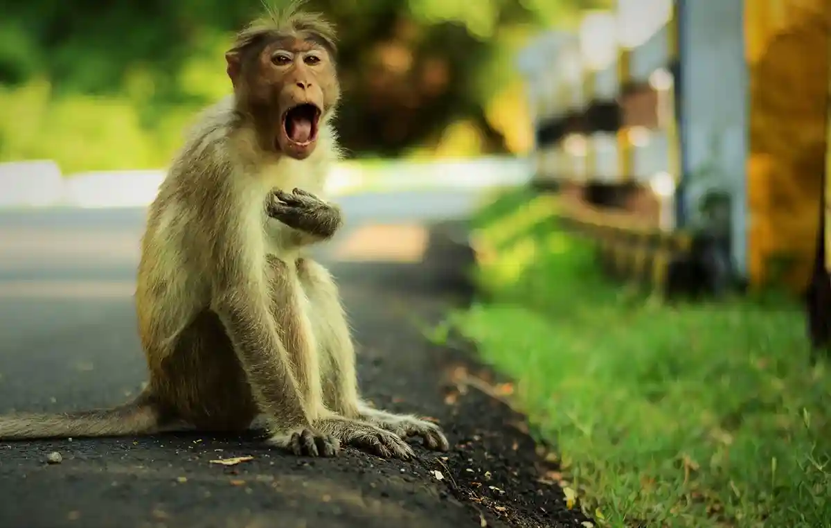 Дикая обезьяна в Японии нападает на маленьких детей