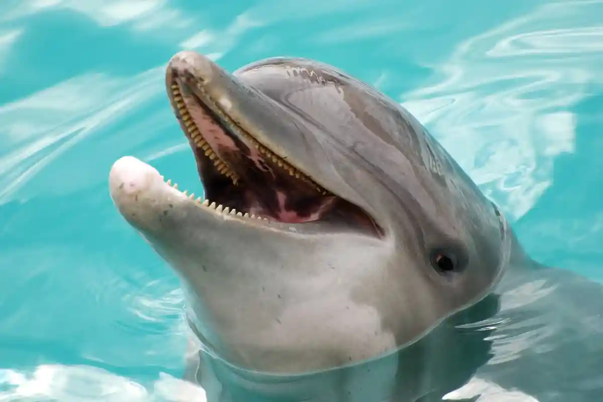 В Японии агрессивный дельфин покусал людей