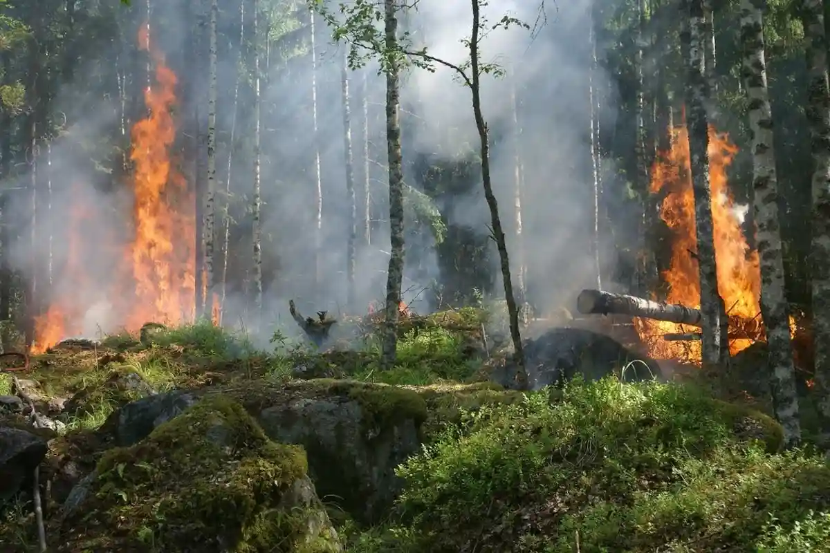 Дожди снизят угрозу лесных пожаров. Фото: Pixabay / Pexels.com
