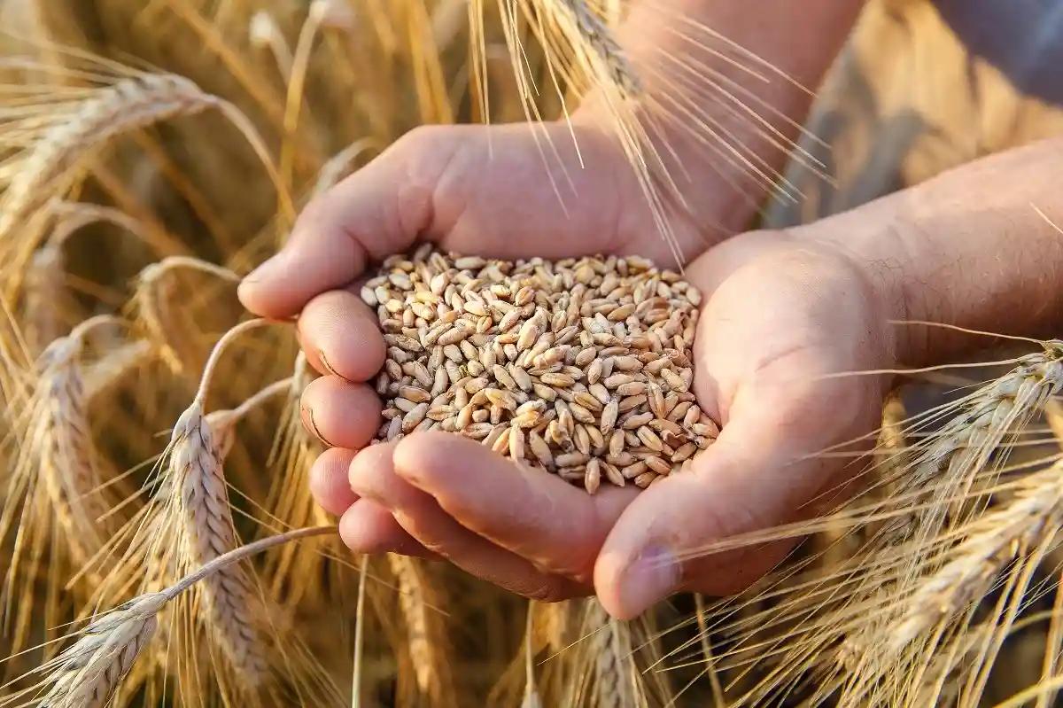 Экспорт зерна из Украины