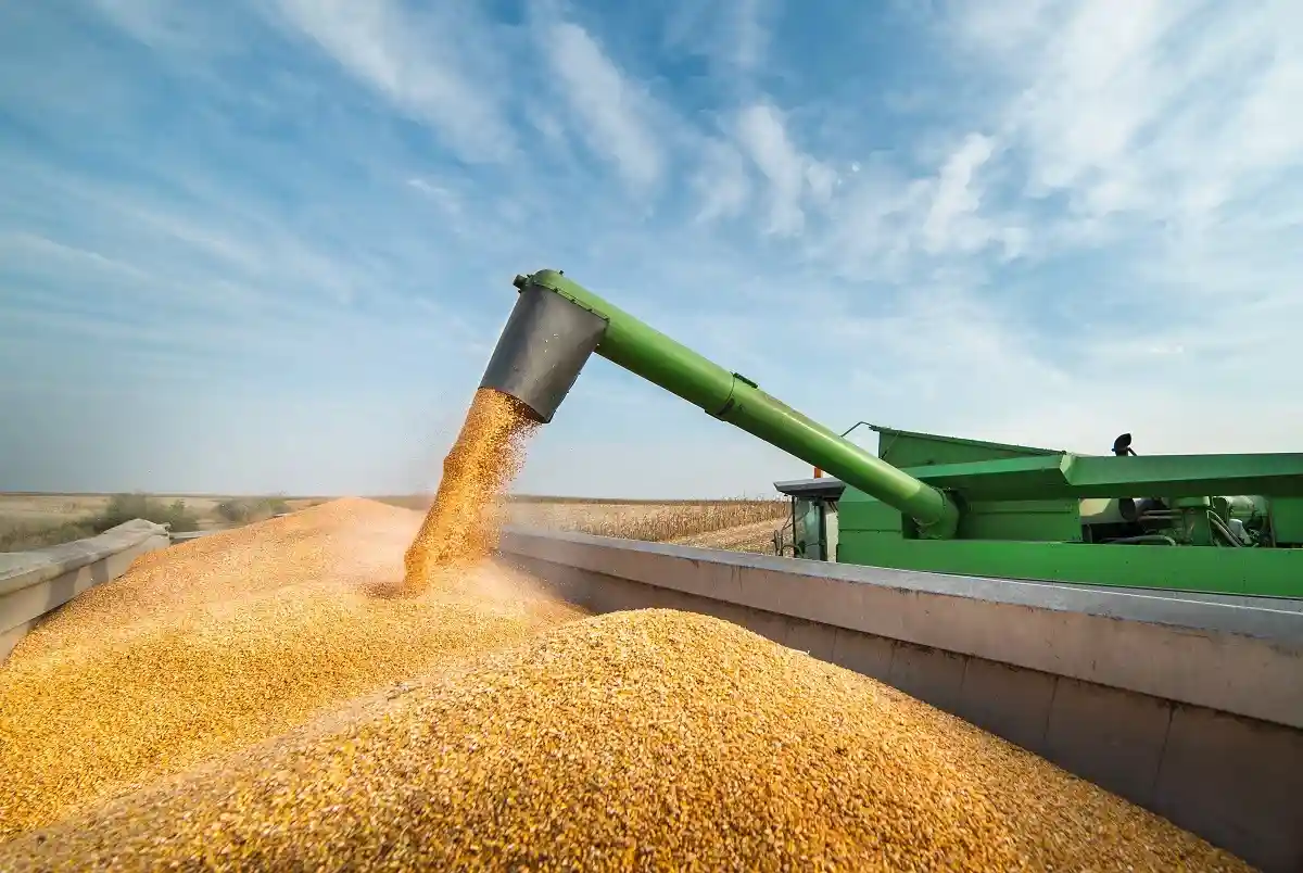 Экспорт зерна из Украины сократился на 40%. Фото: Fotokostic / www.shutterstock.com